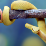 yellow snake wrapped around a branch