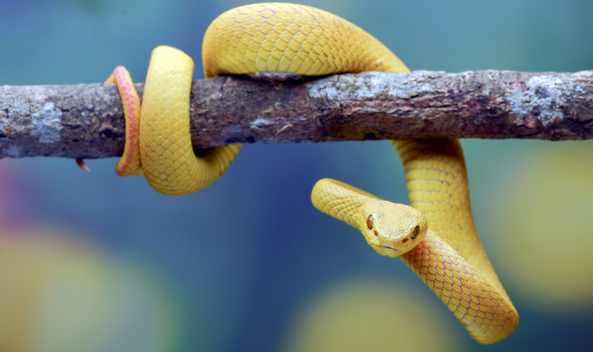 yellow snake wrapped around a branch
